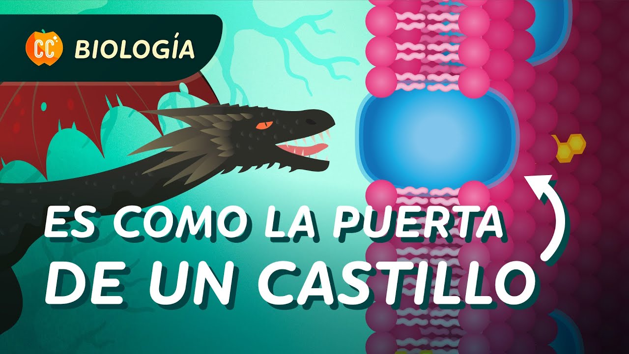¿Cómo llegan las cosas a tus células?: Crash Course Biología #24