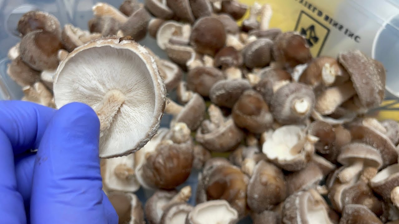 Max Yield Shiitake Harvest - picking fresh shiitake mushrooms for the farmers market