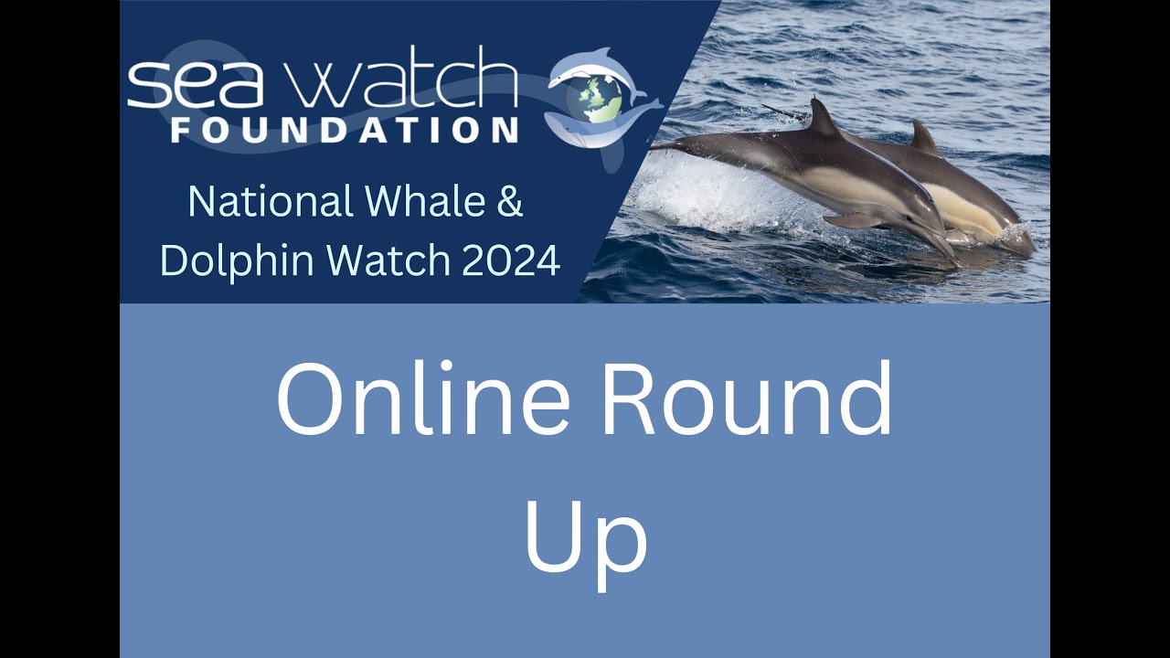 National Whale and Dolphin Watch 2024 Round-Up