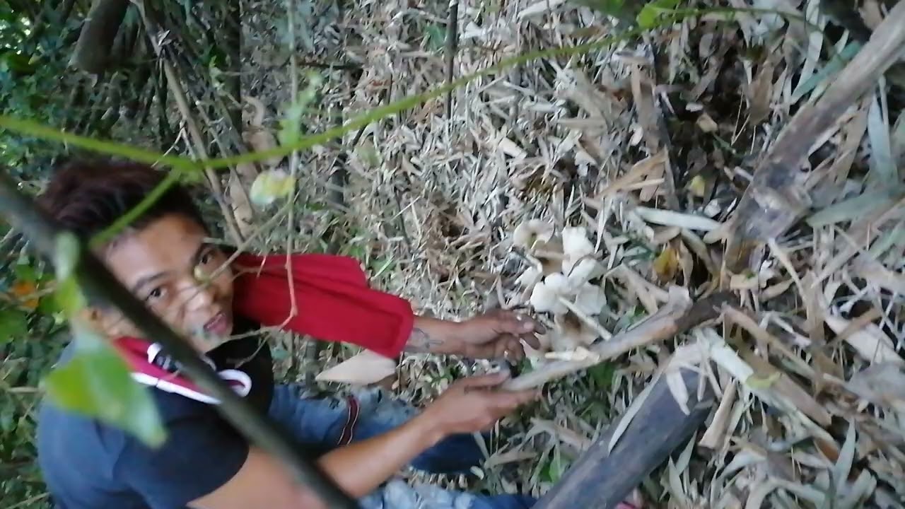 kabuting mamarang