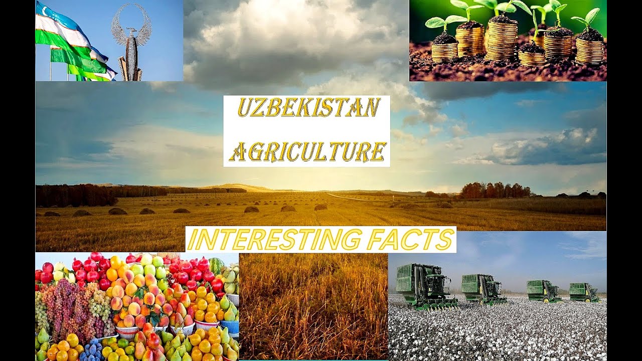 Sweet UZBEKISTAN Agriculture, Сельское хозяйство Узбекистана, Ўзбекистон Қишлоқ Хўжалиги