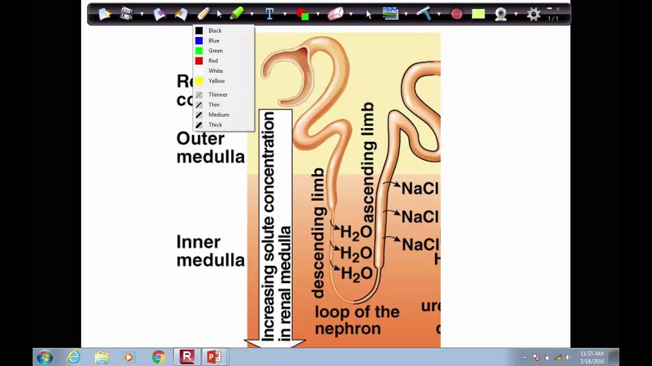 Urine Formation Step 2: Tubular Reabsorption