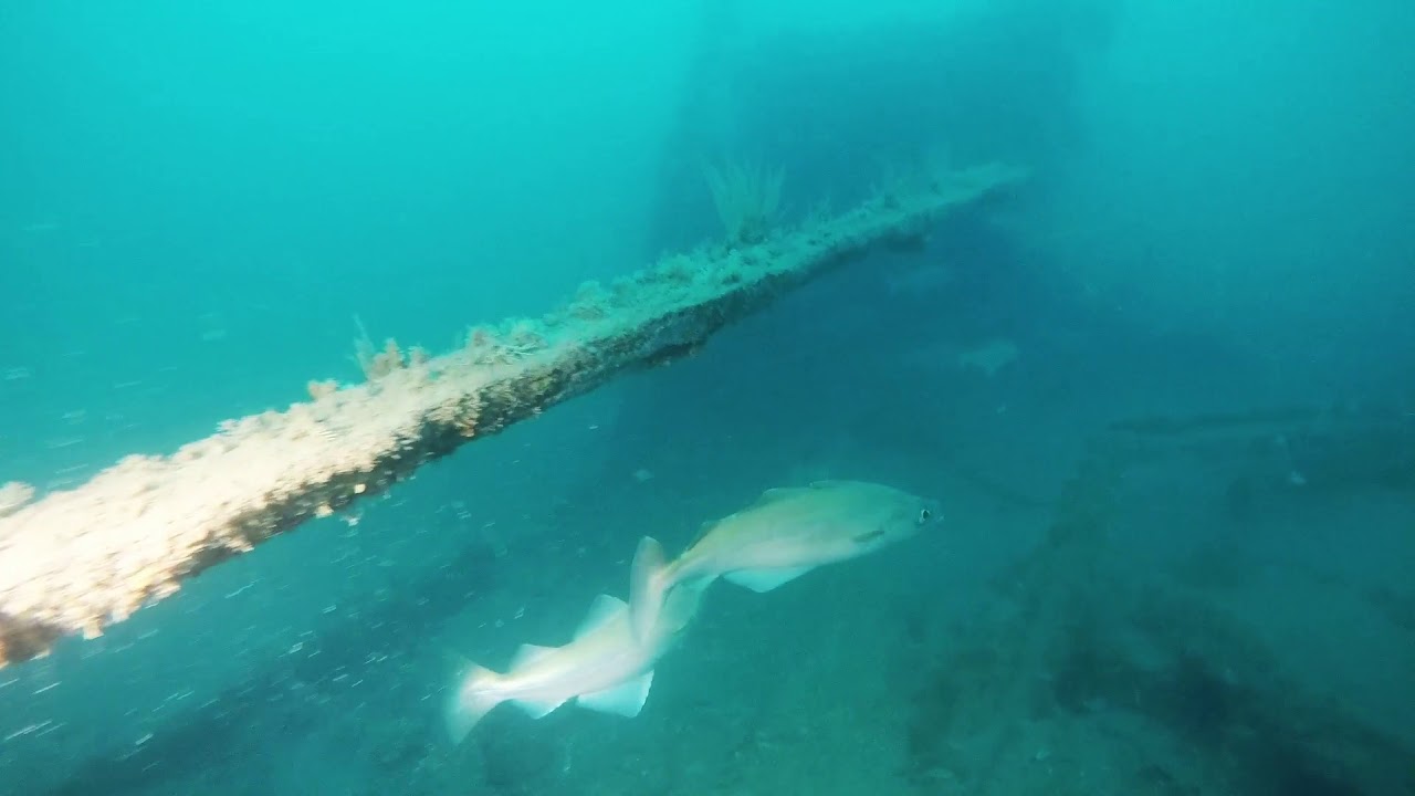HMS Landrail