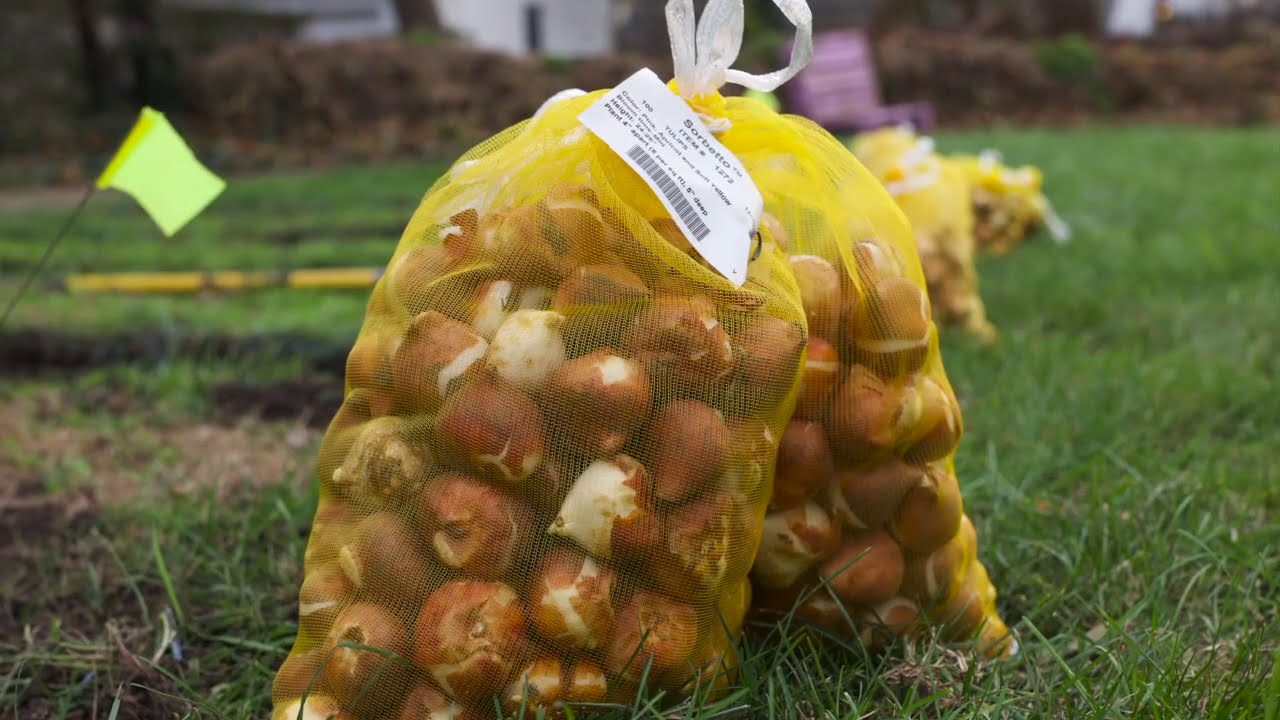 How to Plant Bulbs: Poke, Drill, Trench
