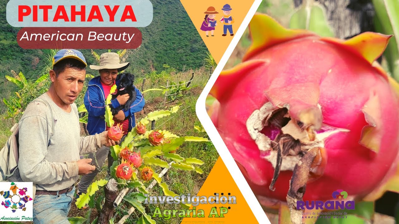 Visita de parcela PITAHAYA variedad American beauty   Vista Florida    PATAZ