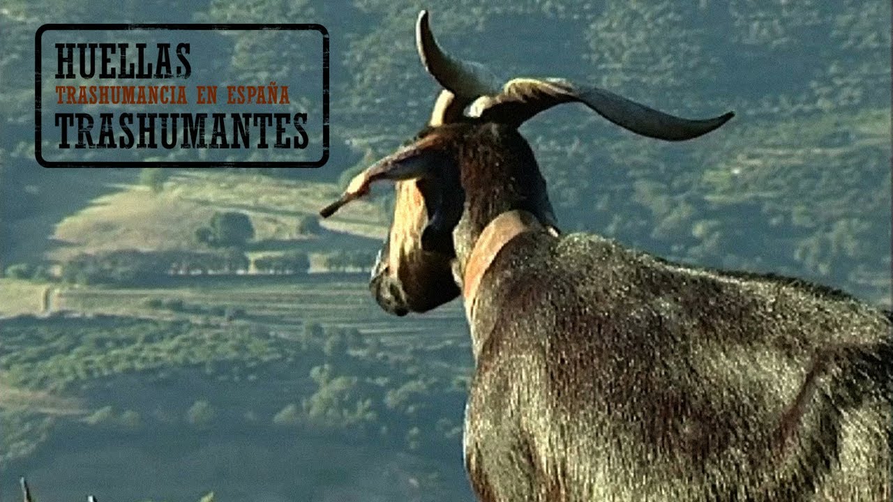 CABREROS TRASHUMANTES EXTREMEÑOS. Por el Valle del Jerte
