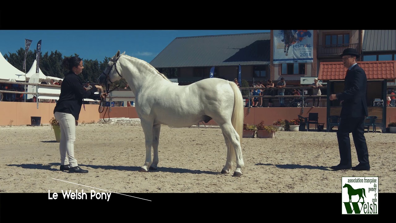 Le Poney Welsh en France - FPPCF 2018