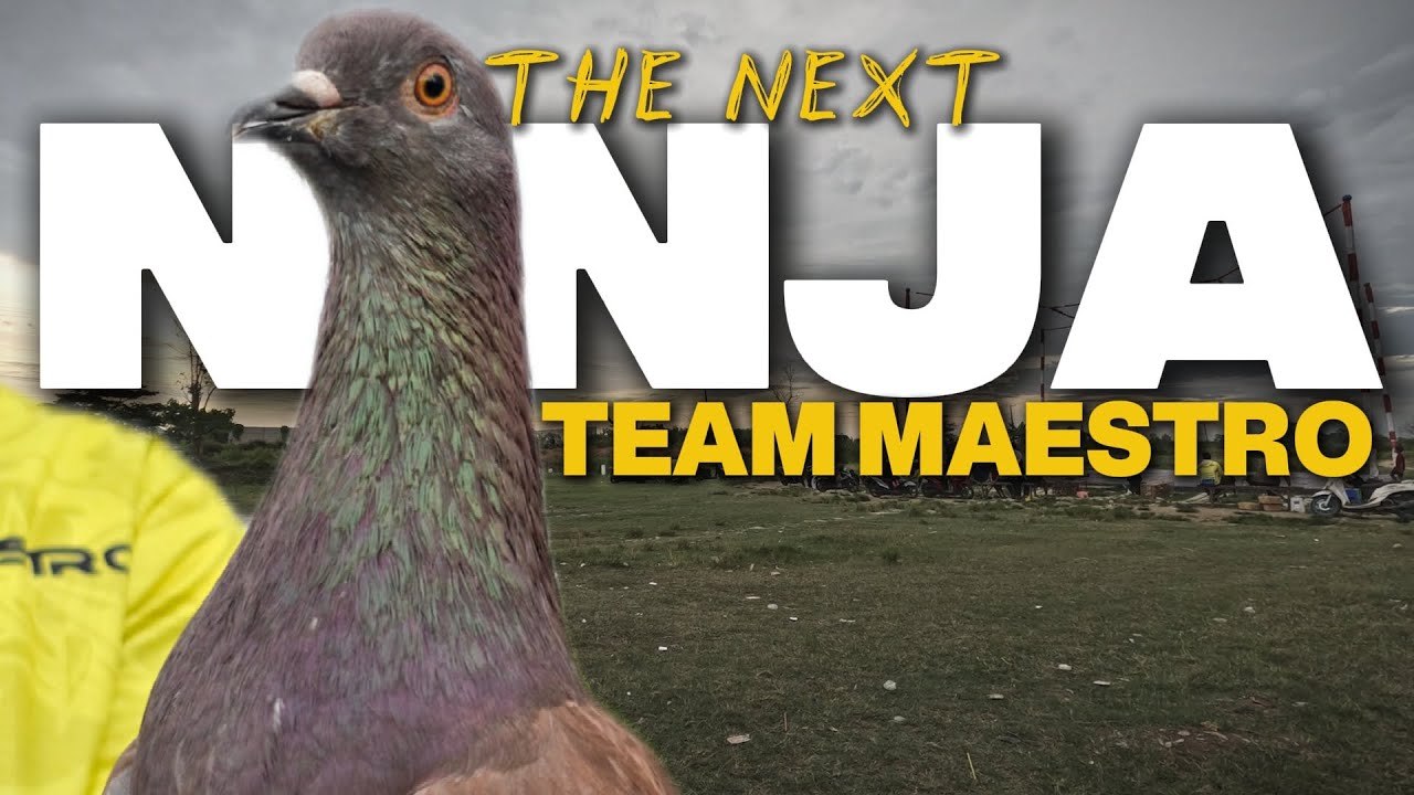 INI YANG DI TUNGGU‼️ PIYIK MERPATIKU PENGGANTI NINJA TEAM MAESTRO