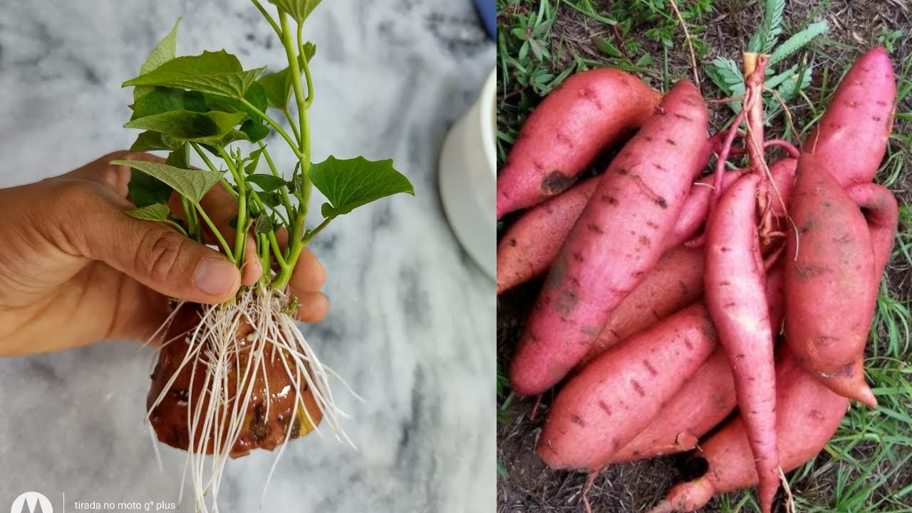 Plantando Batata Doce de Duas Maneiras Diferentes