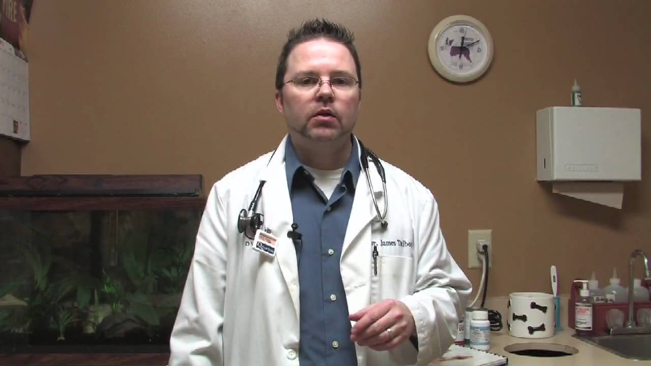 Dog & Cat Tips : How to Get a Shih Tzu Puppy to Stop Biting