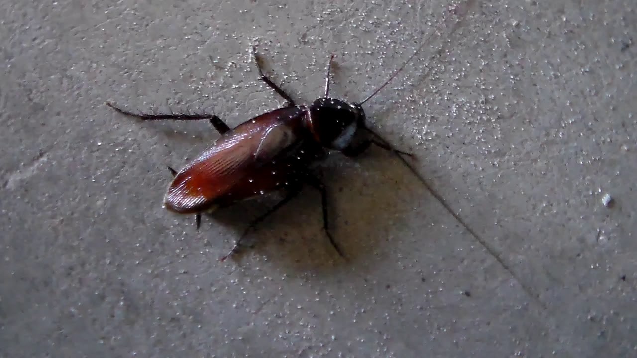 Smokey Brown Cockroach