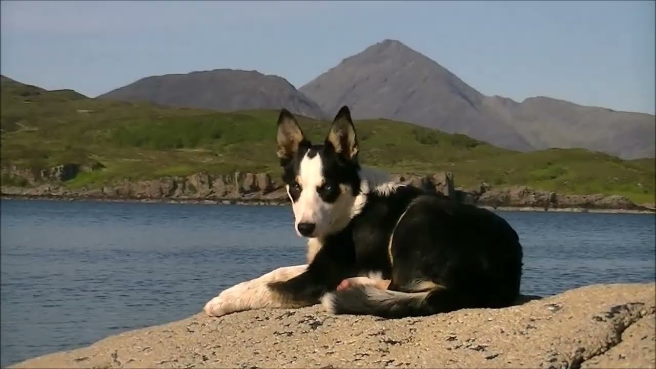 Sprocket Pupdate 10. Island life. Inner Hebrides. Scotland.