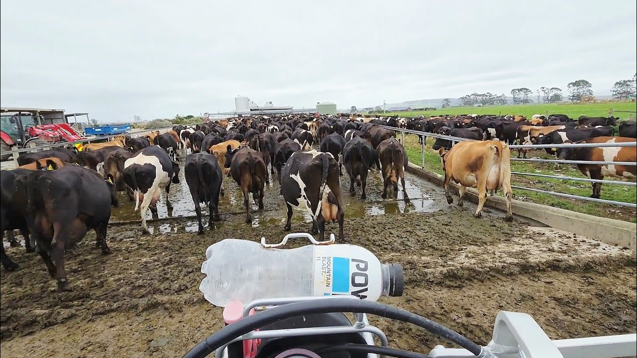HALTER COLLARS  kiwe kamm krde kro check.