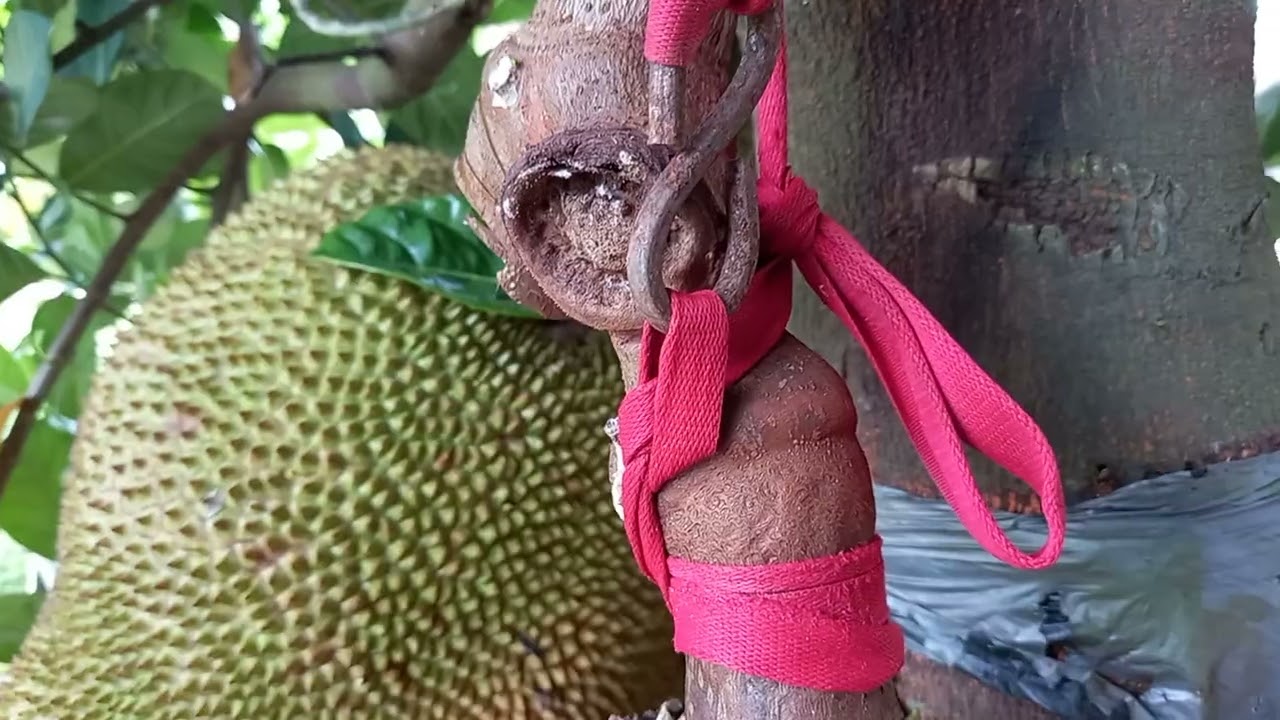 Nangka unggul dengan tali pengaman buah