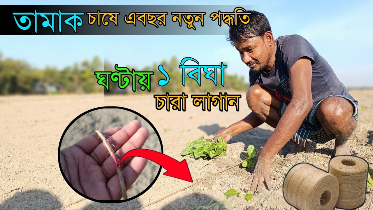 তামাক চাষে এবছর নতুন পদ্ধতি | দিনে দুই থেকে তিন বিঘা তামাক চারা লাগান | তামাক চাষ |