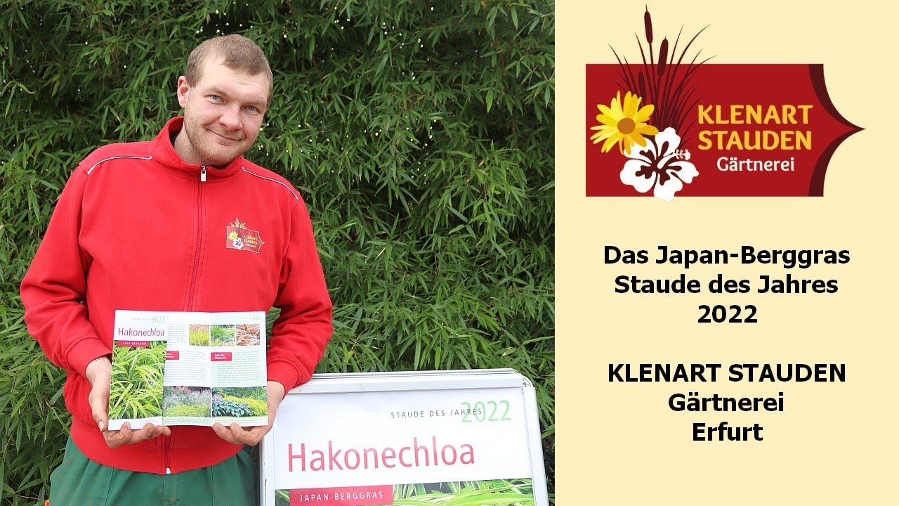 Das Japan-Berggras - Staude des Jahres 2022