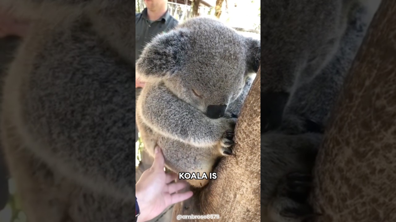 Коала 🐨 Самое сонное животное на Земле!