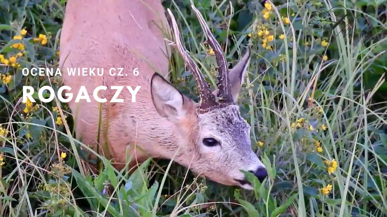 Ocena wieku rogaczy - Część 6