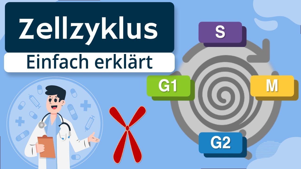 Zellzyklus - Grundlagen und Phasen erklärt
