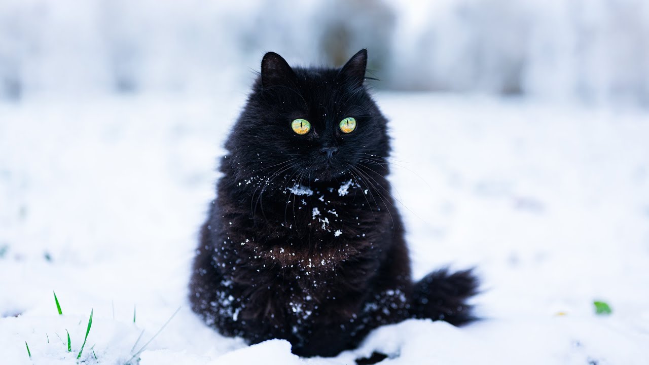 Snow King ❄️ Black Norwegian Forest Cat