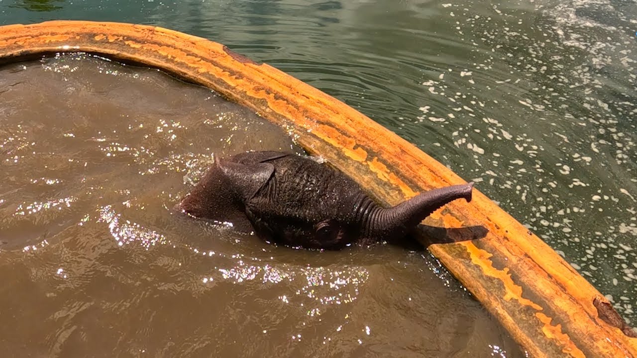 Racing the Clock to Pull a Baby Elephant to Safety | Sheldrick Wildlife Trust