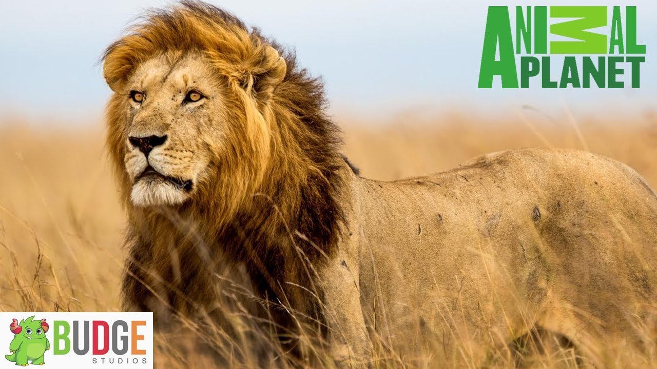 Animal World (Budge World) - Learning about the Big Cat
