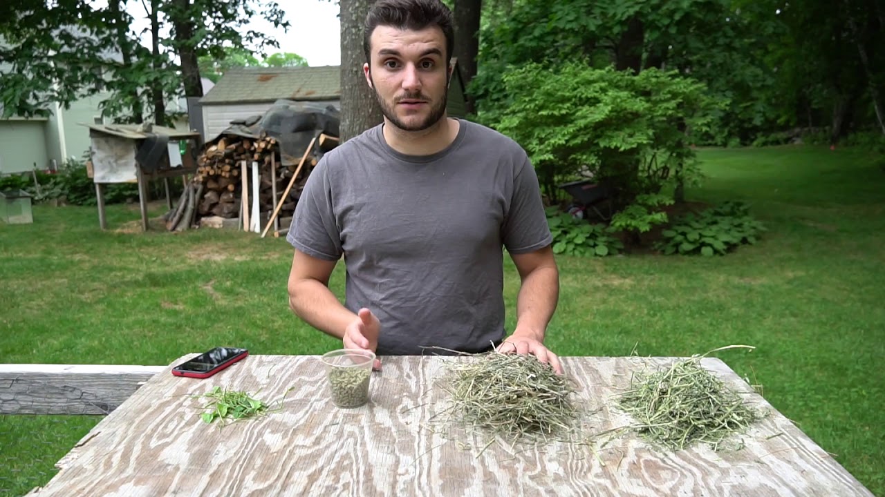 Feeding Meat Rabbits Pt. 1: Overview of Rabbit Feeds, and How to Feed Pellets