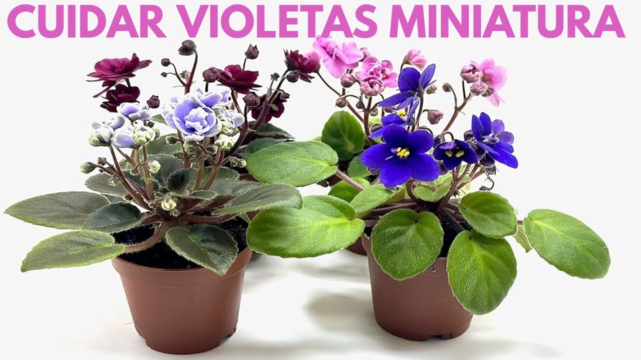 como cuidar violetas miniatura chuyito jardinero