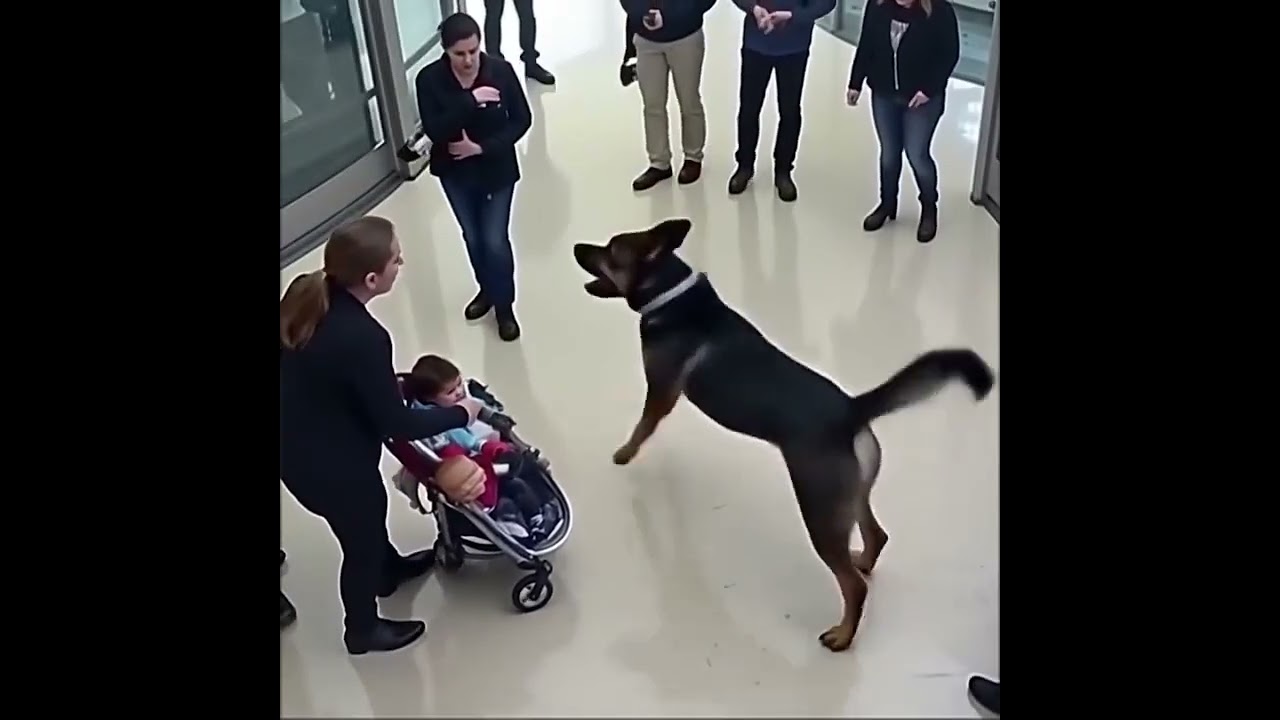 K9 Hero in Action | Police Dog Training Demonstration