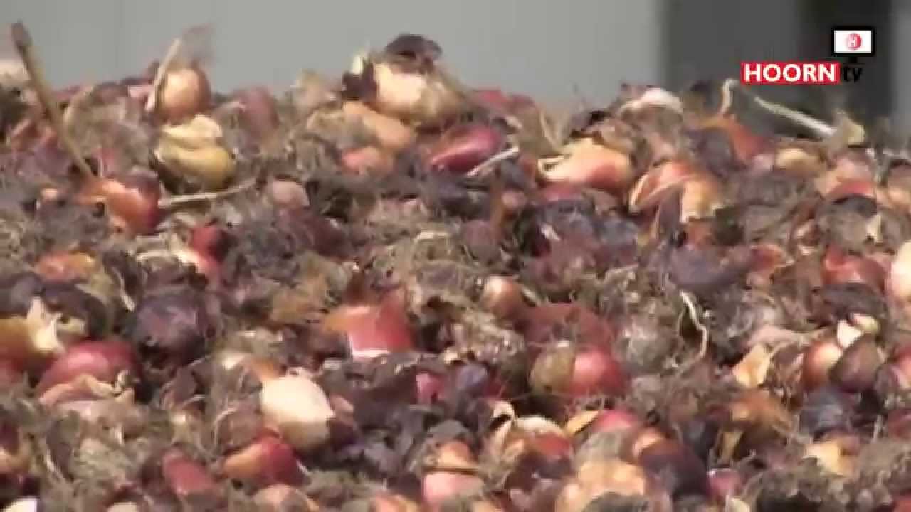 Bollen pellen als vakantiewerk