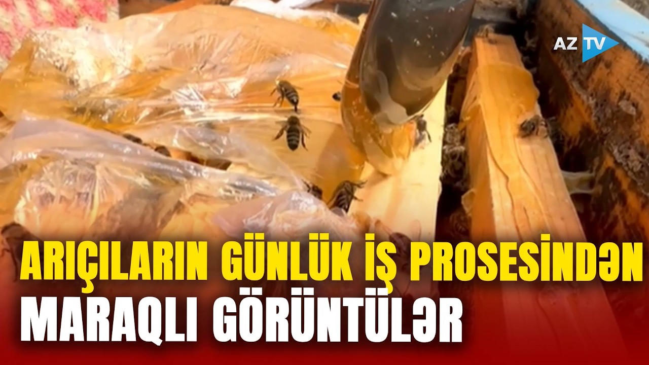 Bal mövsümünə doğru: yazda arılara qulluq necə edilir?- Fermerlərin QIZĞIN İŞ PROSESİNDƏN GÖRÜNTÜLƏR