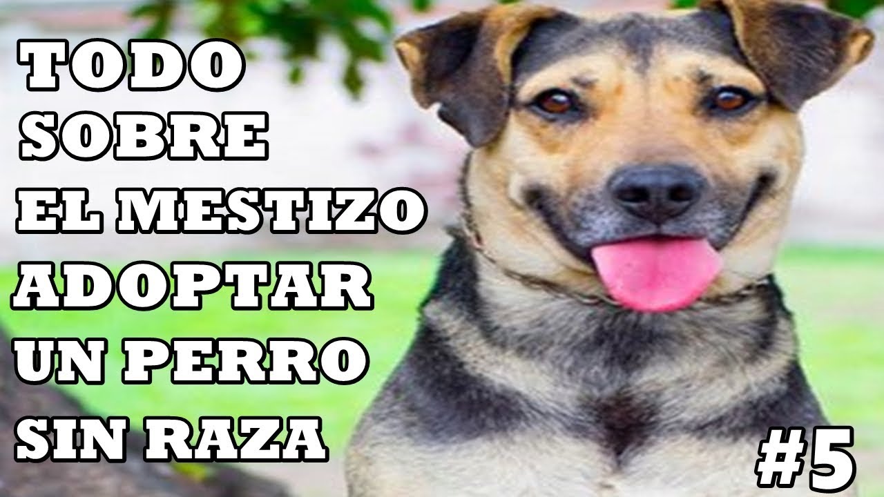 Perro Mestizo - Todo sobre la primer raza de perro del mundo - Perro Criollo