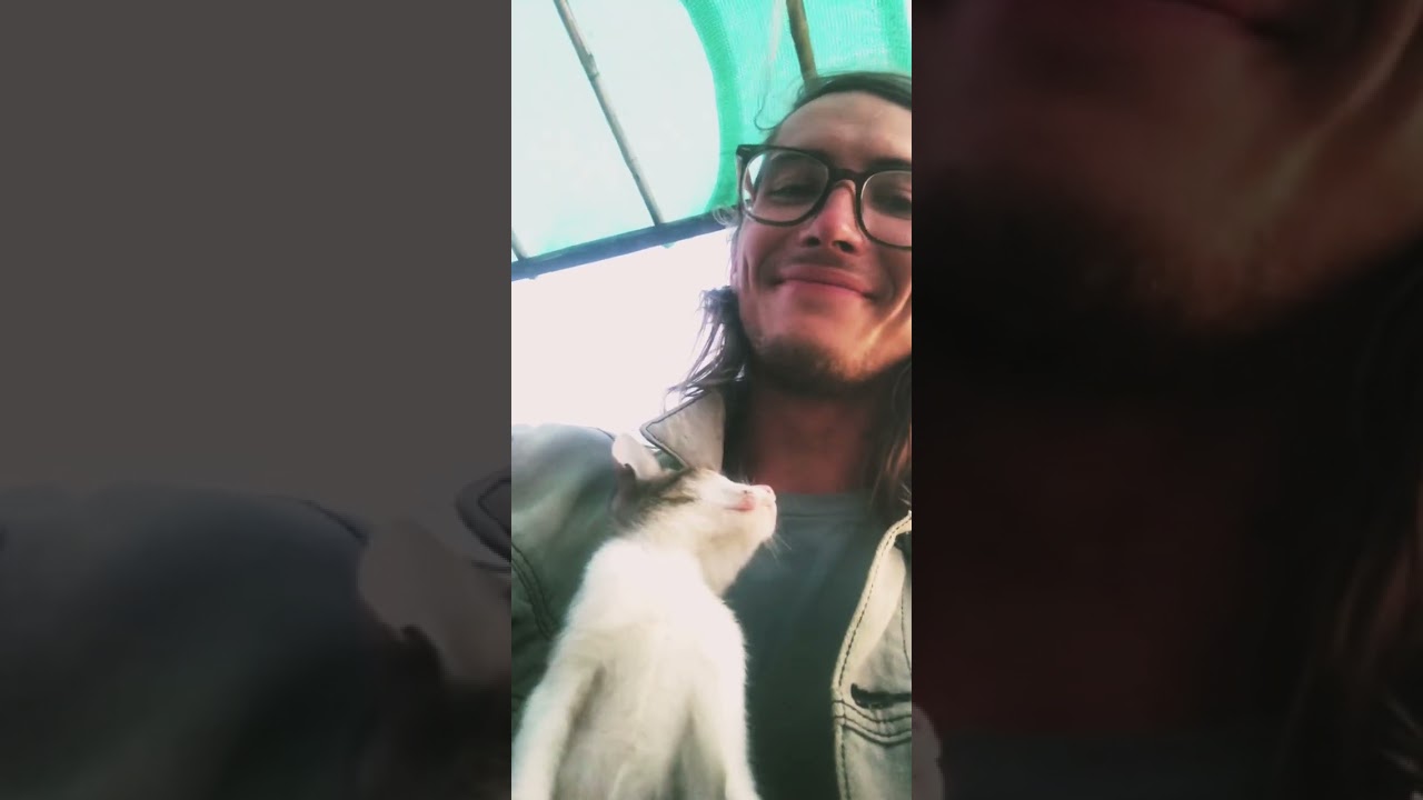 Кот путешественник / Спас котенка / Остров Don det / 7 серия 