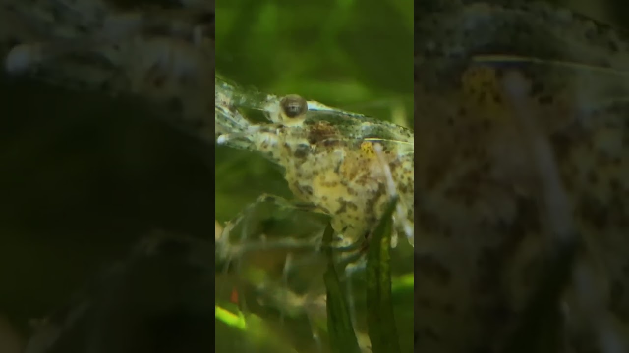A VERY OLD ghost shrimp 👻