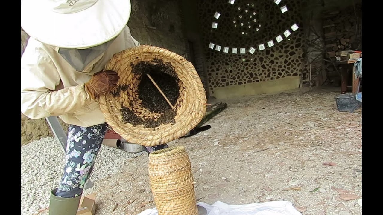 Un essaim d'abeilles sauvage installé dans une ruchette en paille