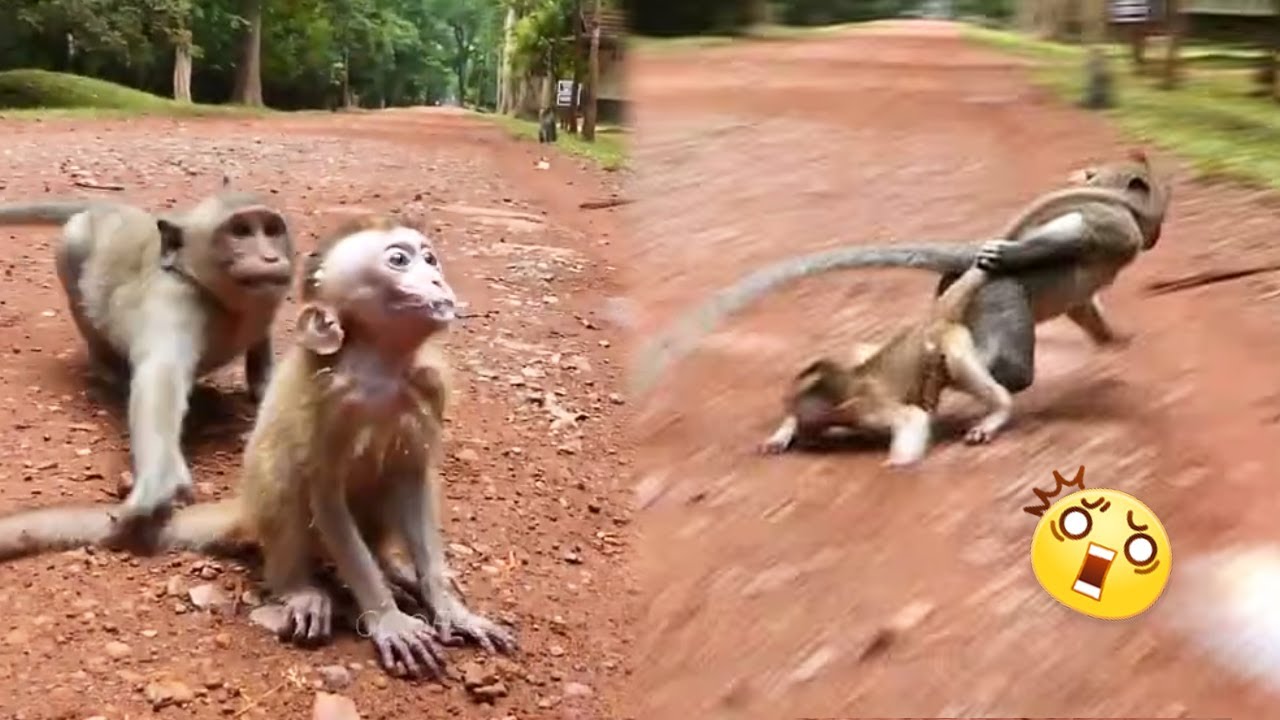 In just a moment of carelessness, the little monkey was caught by the wicked monkey.