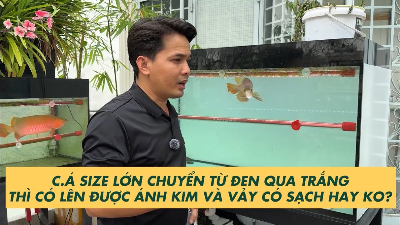 C.Á RỒNG saiz lớn chuyển từ phông ĐEN qua phông TRẮNG thì có lên được ánh kim và vảy có sạch ko ?