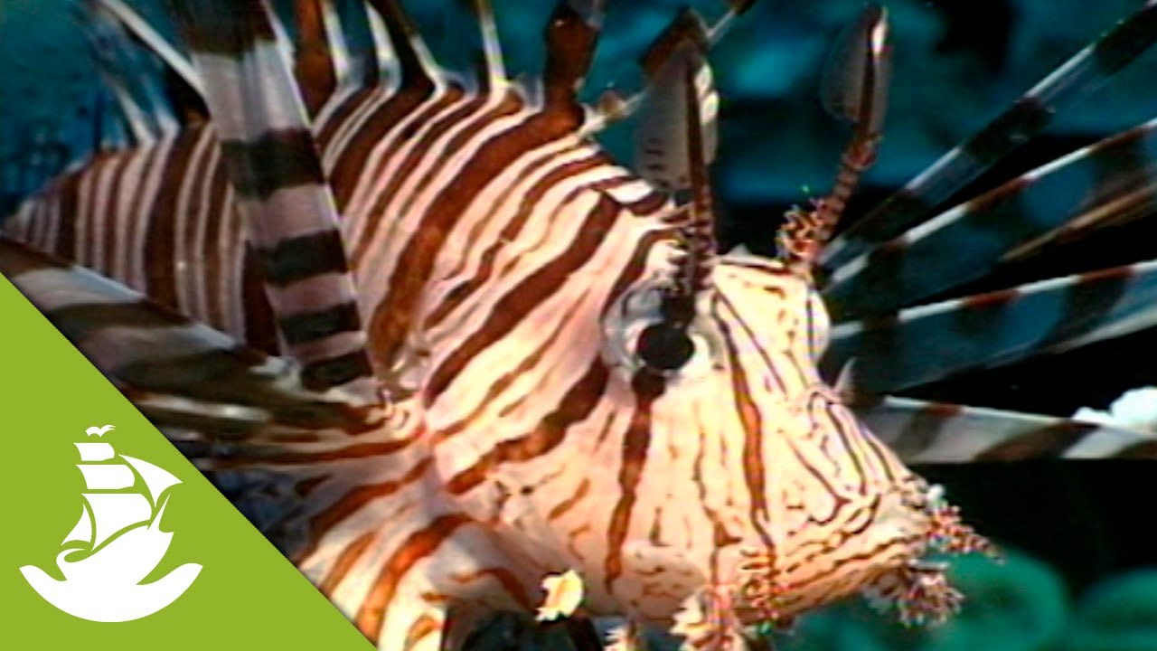 Extremely Poisonous Lion Fish