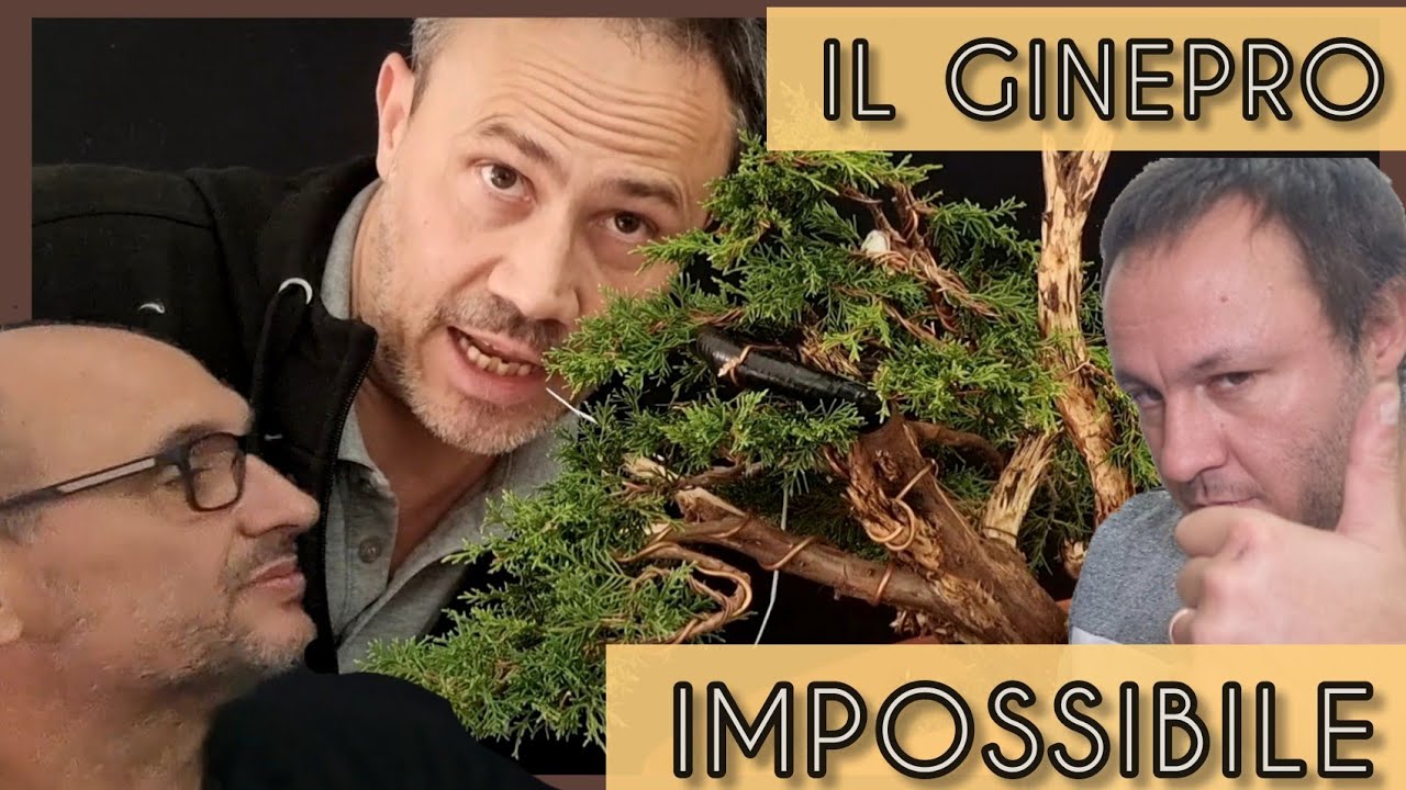 Proviamo a creare un bonsai di ginepro ma ci incasiniamo durante la lavorazione