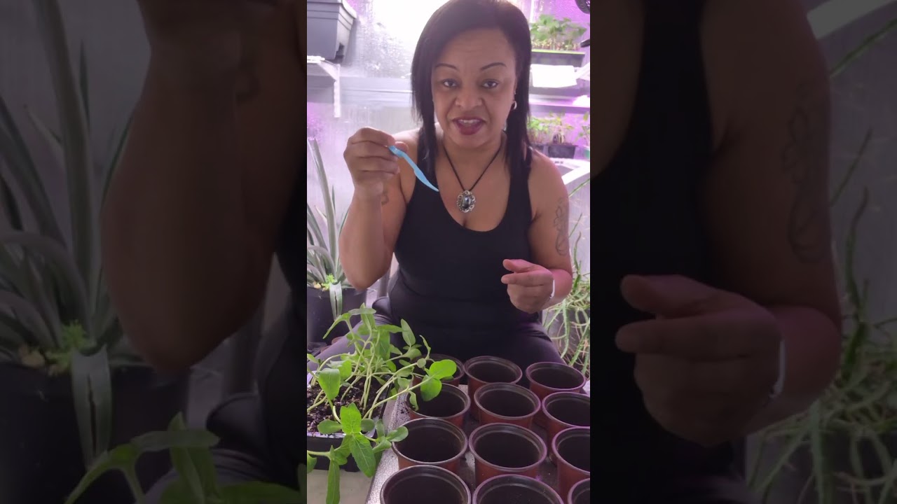 How to Tranplant Your Seedlings 🌱 🌱 #gardening101 #gardening #plants #garden 