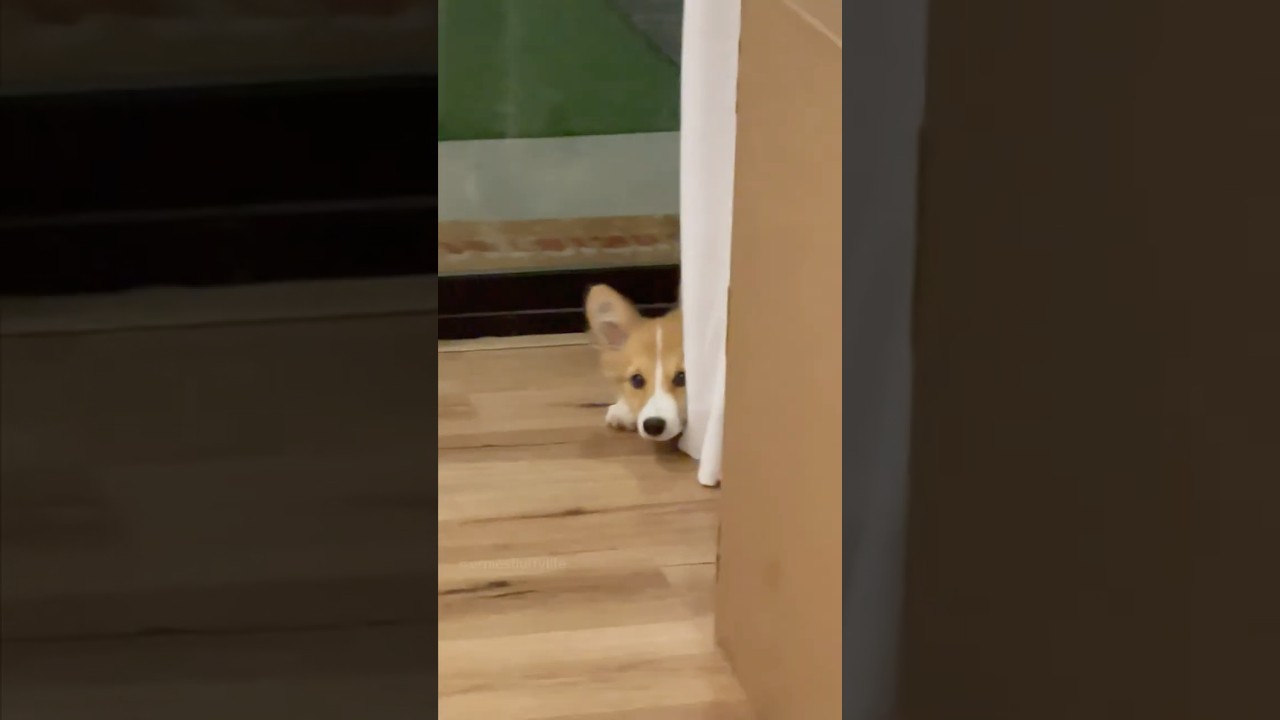 Chances are LOW but NEVER Zero.. 🎃👻 #funny #corgi #dogs