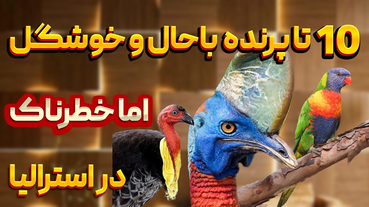 ده تا پرنده ای که در استرالیا با وجود خوشگلیشون بهتره ازشون دوری کنید وگرنه ...