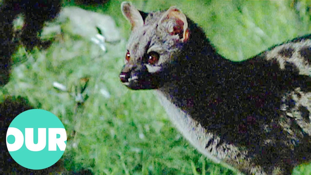 The Genet - Europe's Most Elusive & Secretive Predators | Our World