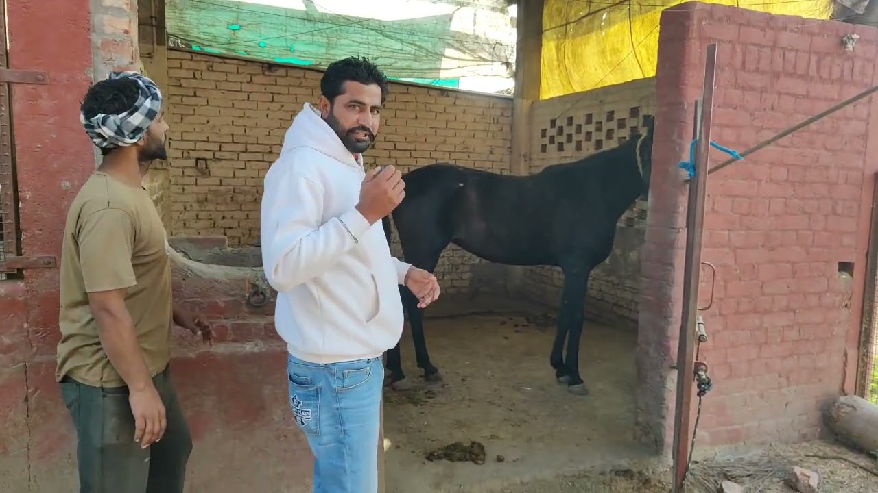 ਤੁਹਾਡੇ ਵਾਸਤੇ ਅੱਜ ਇੱਕ ਹੋਰ ਫਾਰਮ ਦੀ ਵੀਡੀਓ ਲੈ ਕੇ ਆਇਆ ਜਿਸ ਫਾਰਮ ਤੇ ਬਾਜ ਬਾਦਲੇ ਵਾਲਾ ਸੀ ਦੇਖੋ ਪੂਰੀ ਵੀਡੀਓ