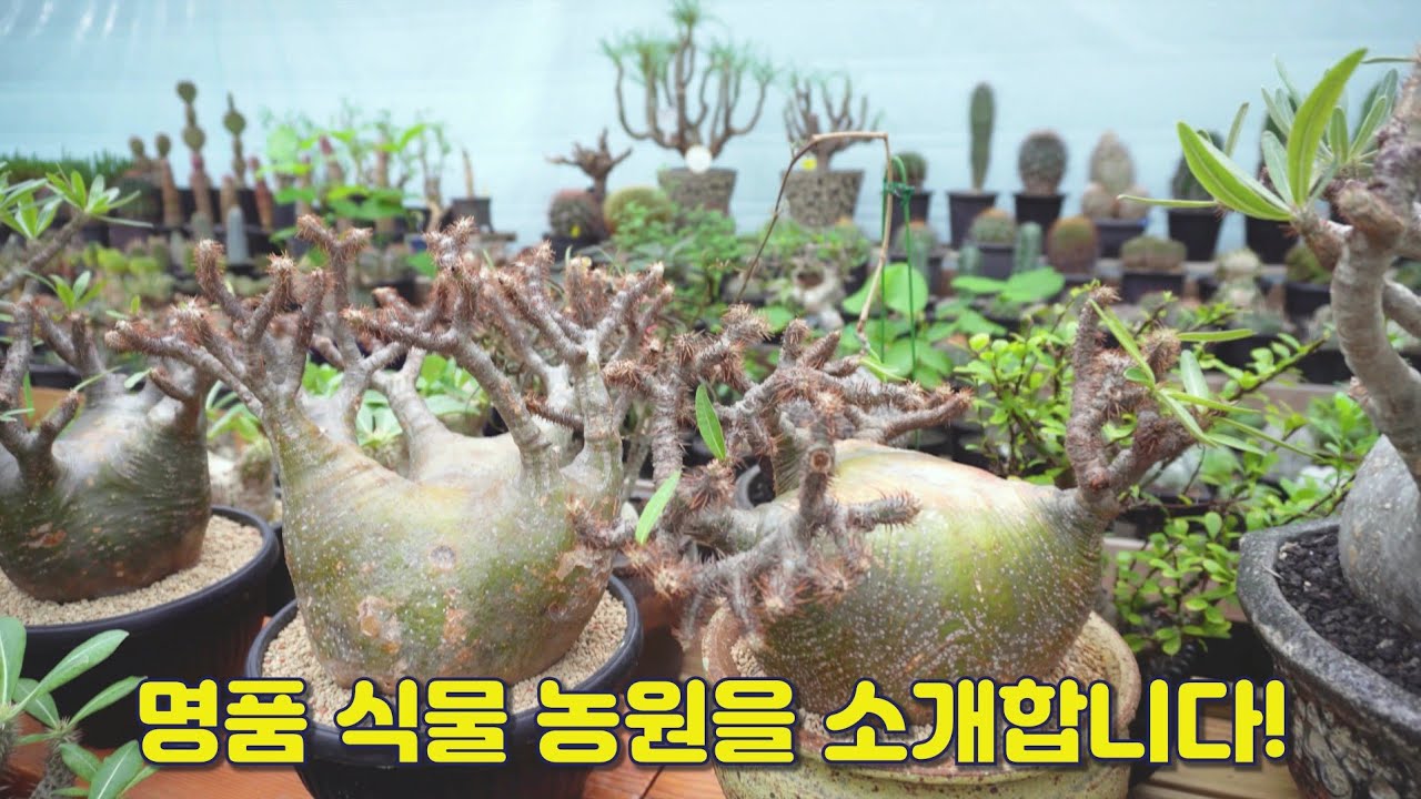 코덱스 식물 & 선인장 농원  '힐링 공간'을 다녀왔어요, 명품의 잘 관리된 식물들, 괴근 식물 협찬( 주소는 댓글)
