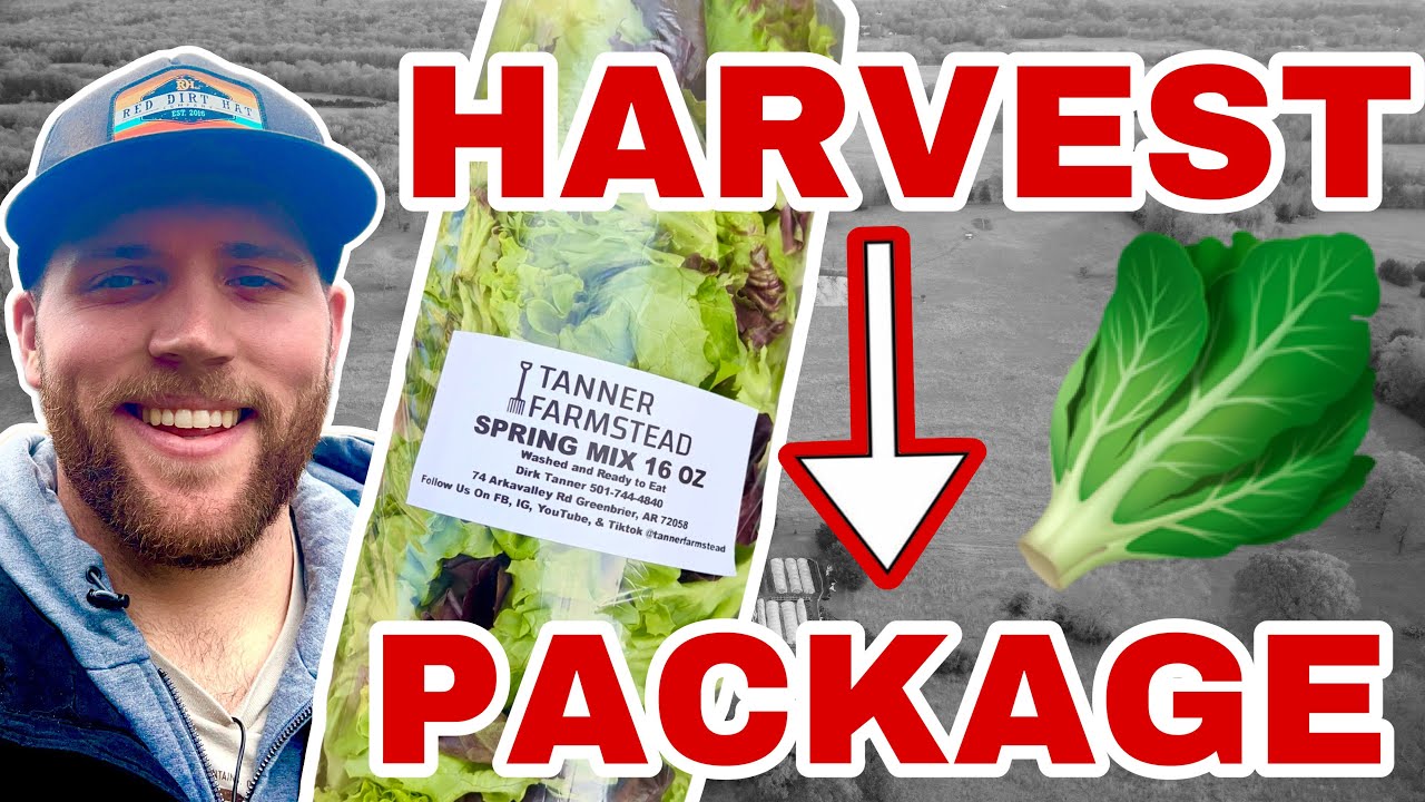 🥬 How to Harvest, Wash, Dry, & Package Lettuce Full Walk Through
