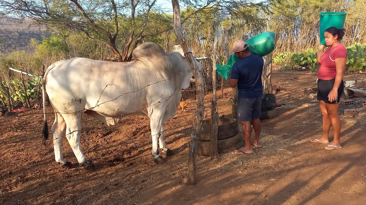 VEJA COMO É A ROTINA DO CASAL ZÉ E APARECIDA NA FAZENDA 