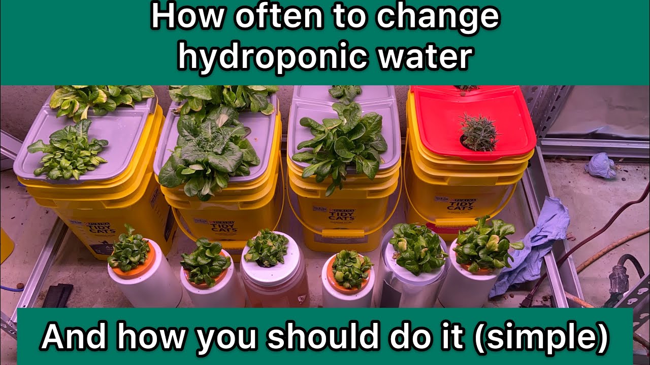 how often to change hydroponic water