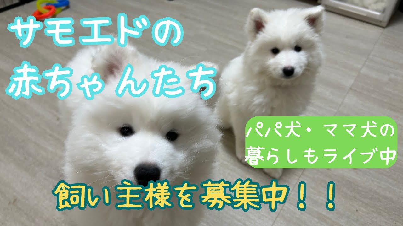 【ブリーダー】飼い主様を募集中です。 #パピー #赤ちゃん #サモエド
