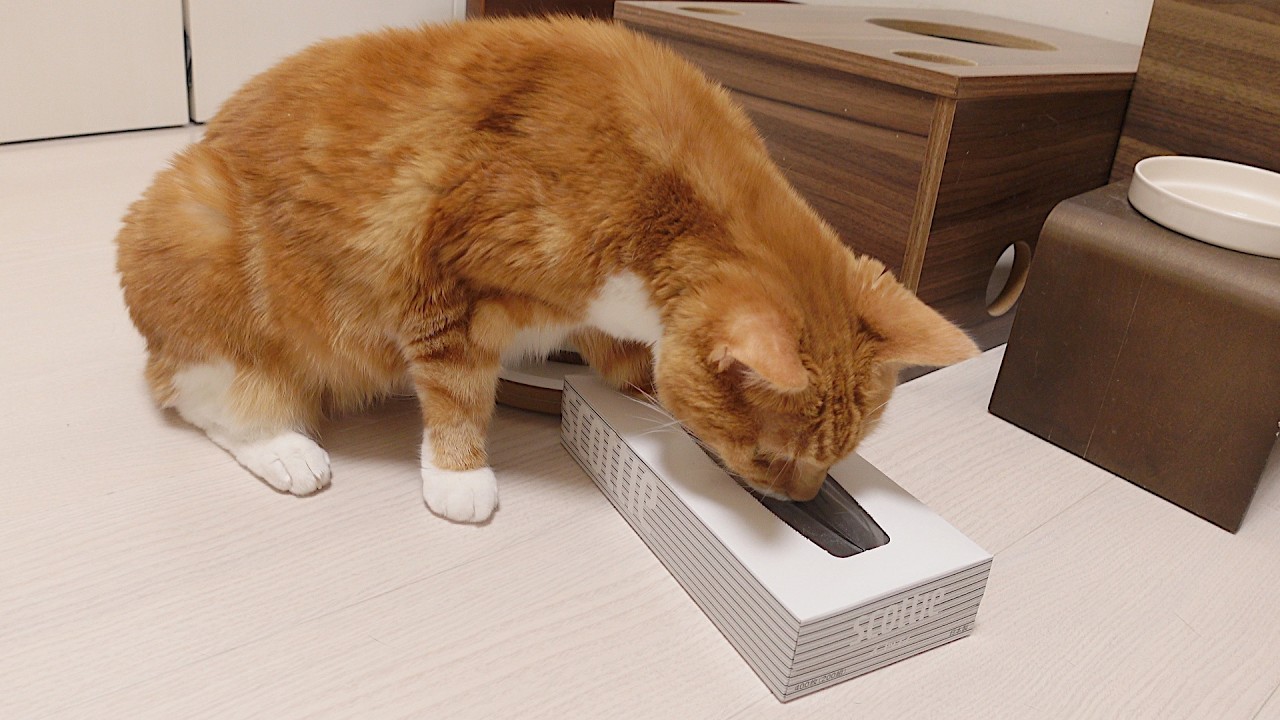 箱の中のオヤツを取り出したい猫ズ。